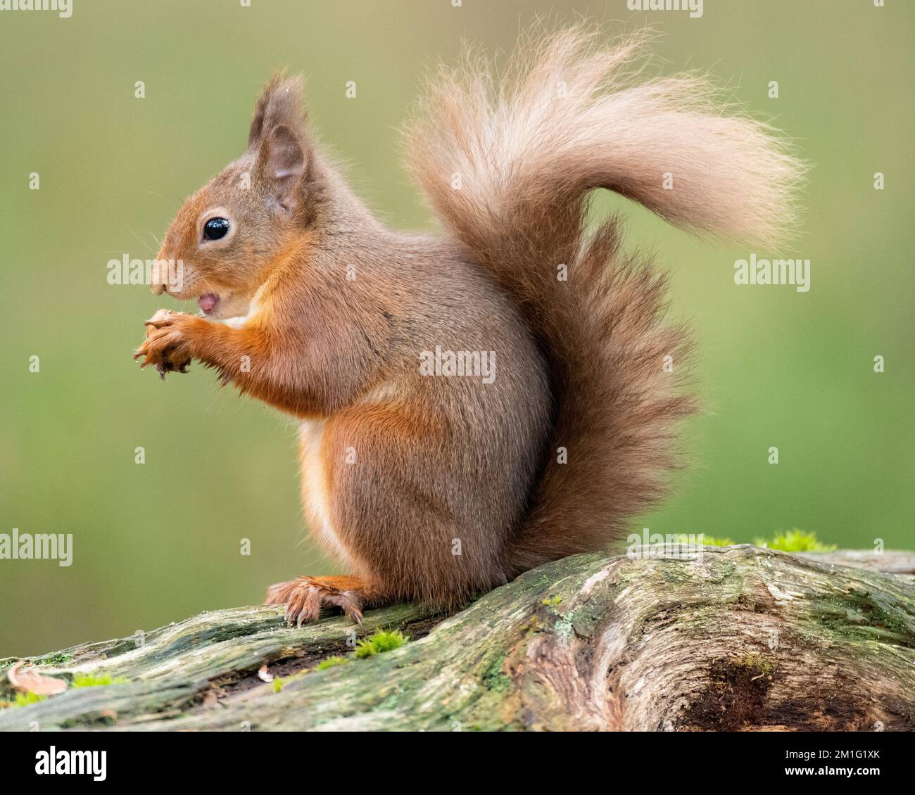 Red squirrel eating nuts, Aviemore, Scotland Stock Photo