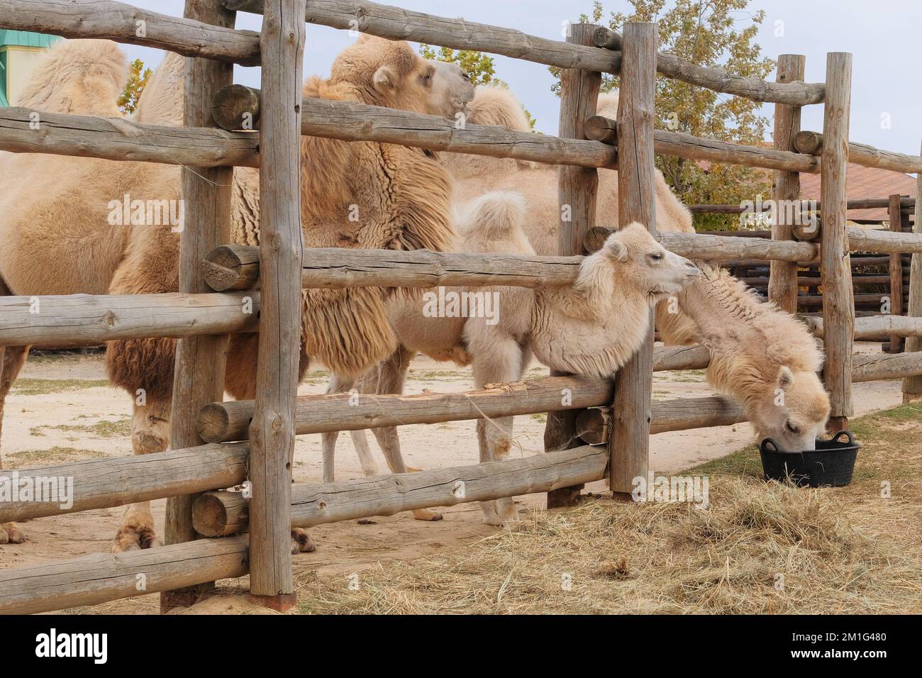 Family of white camels eating hay at the zoo, close up. Keeping wild