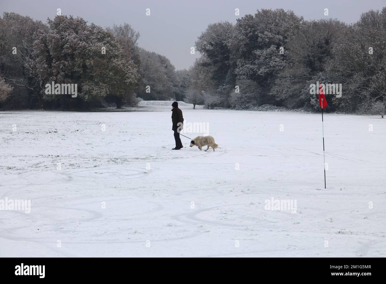 Epsom Downs Surrey, UK. 12th Dec, 2022. Although snow was forecast the amount that fell in southern England was a bit of a surprise. A good covering of snow on Epsom Downs today as a dog walker crosses the golf fairway. Credit: Julia Gavin/Alamy Live News Stock Photo