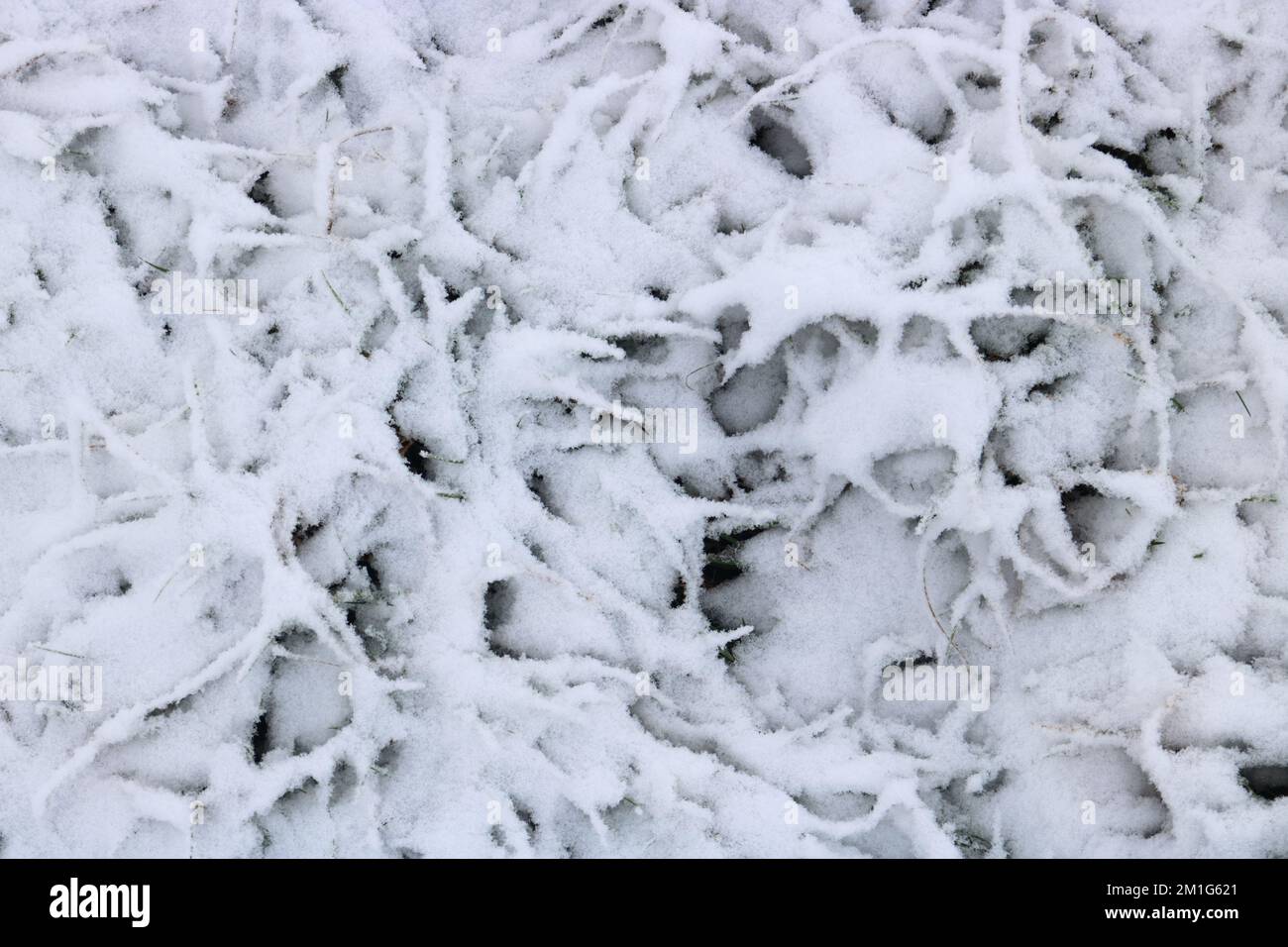 Epsom Downs Surrey, UK. 12th Dec, 2022. Although snow was forecast the amount that fell in southern England was a bit of a surprise. Snow covering of grass on Epsom Downs today. Credit: Julia Gavin/Alamy Live News Stock Photo