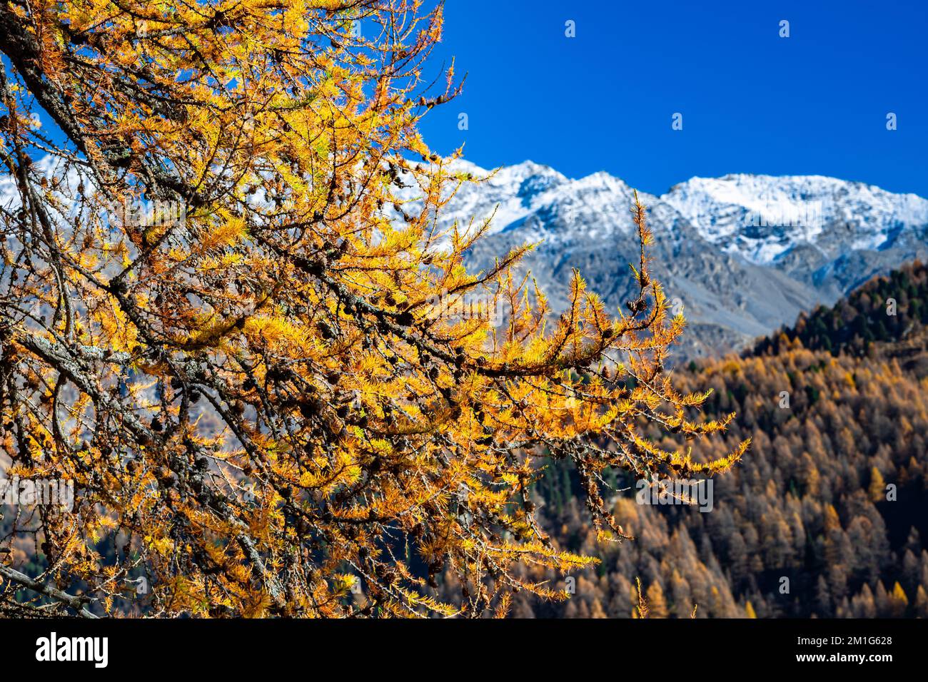 Beautiful yellow orange colored needles of a larch tree (Larix decidua) with snow capped mountains in the background Stock Photo