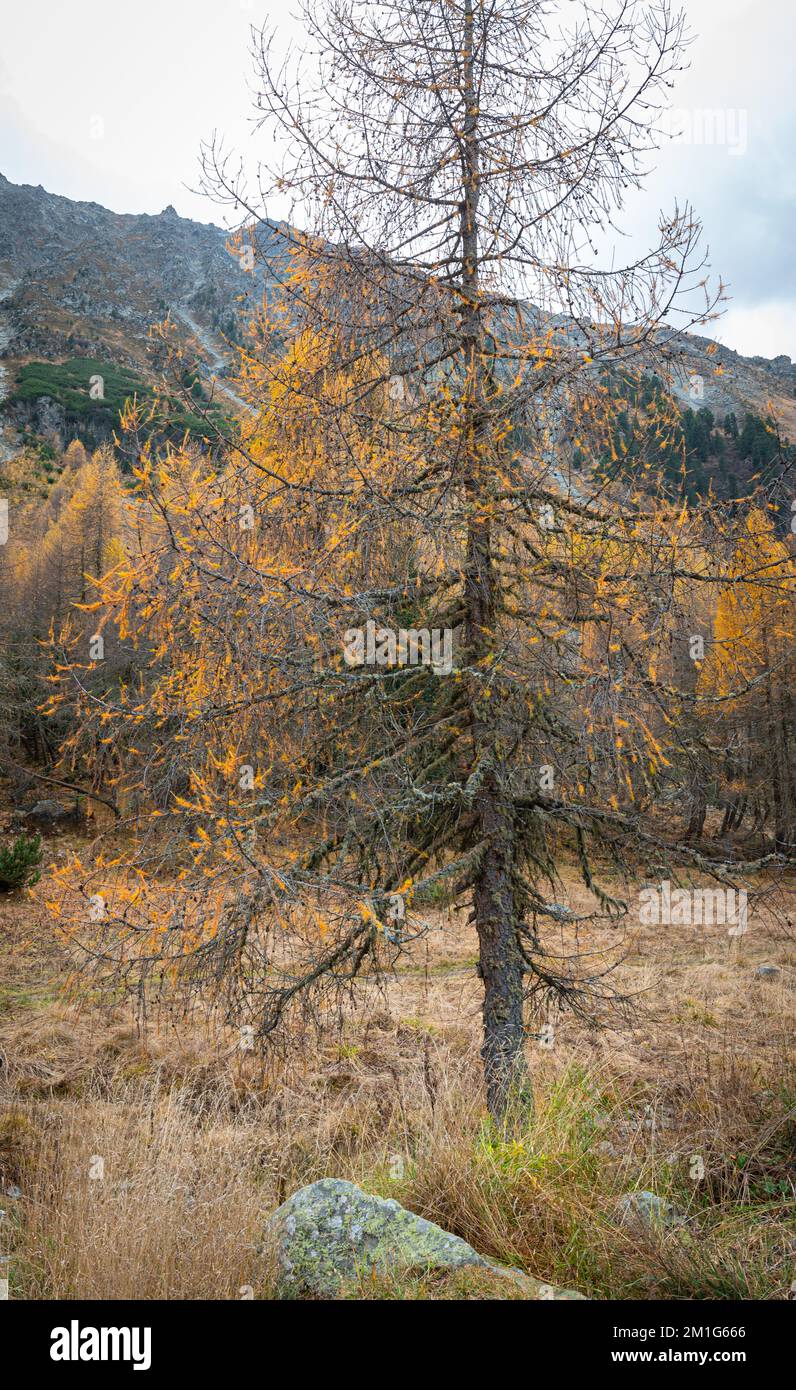 Larch tree in the Swiss Alps with needles in fall colors, most of which have already fallen off. Stock Photo