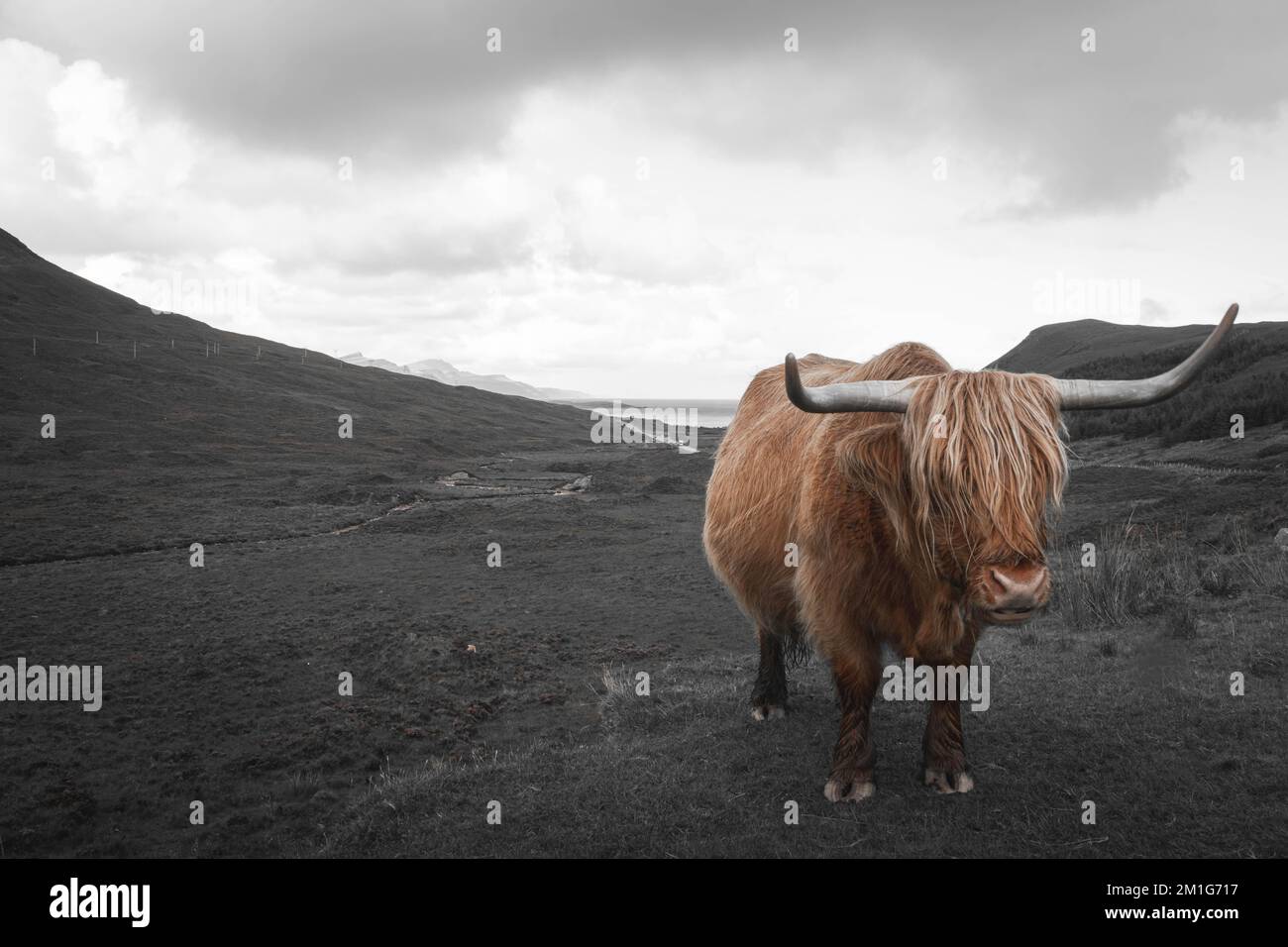 Brown highland cow in grey scottish highland Stock Photo - Alamy