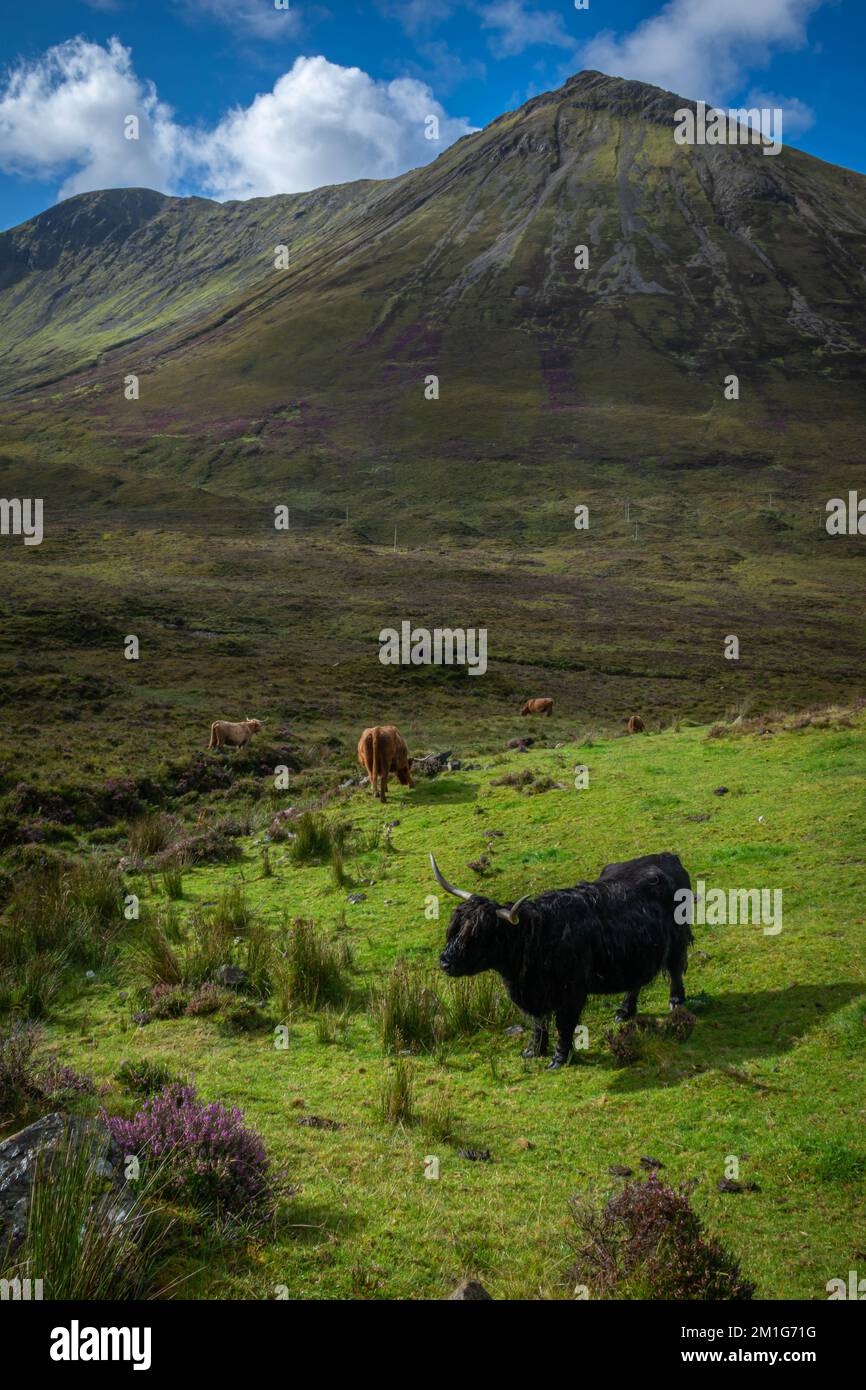 Black highland cow sunny hi-res stock photography and images - Alamy