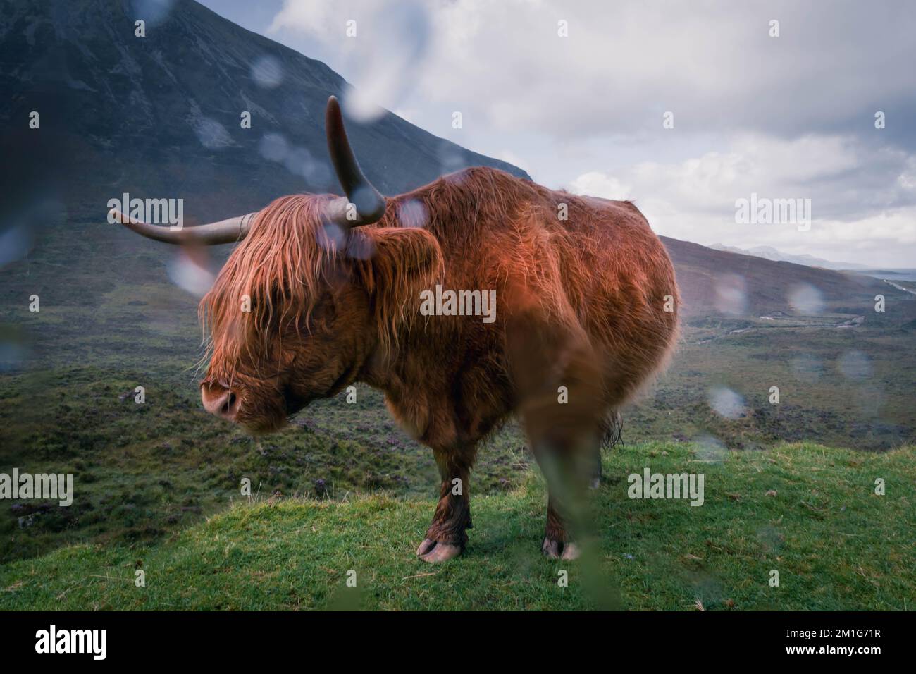 Brown scottish (hoghland) cow in the rain Stock Photo - Alamy