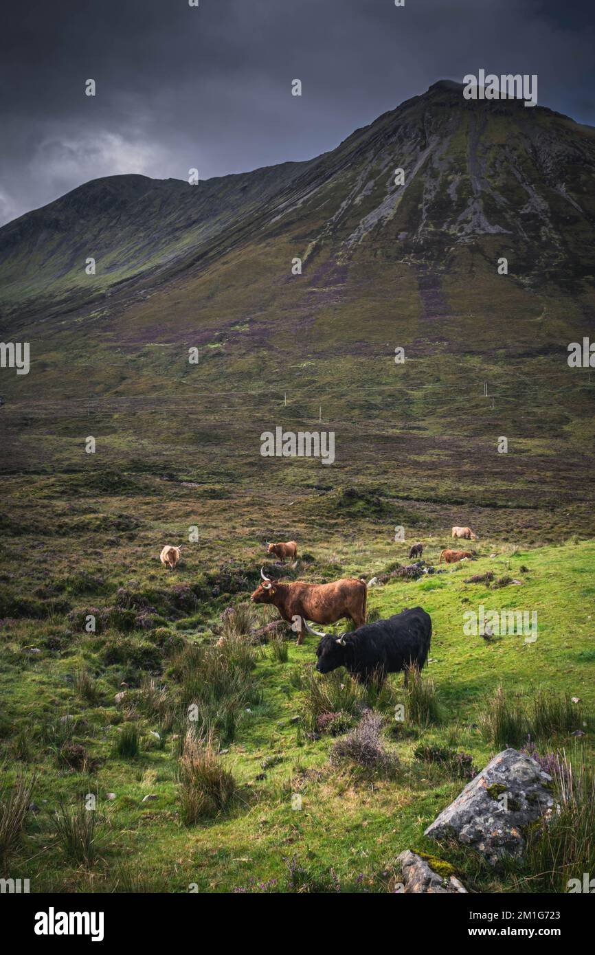 Highland cows in the valley on Isle Of Skye, Scotland Stock Photo - Alamy