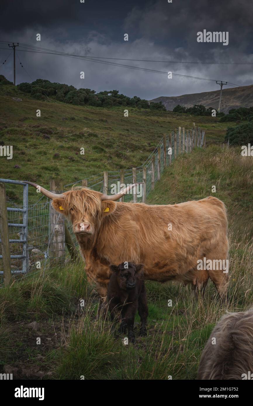 Highland cow and a calf in the Isle of Skye, Scotland Stock Photo - Alamy