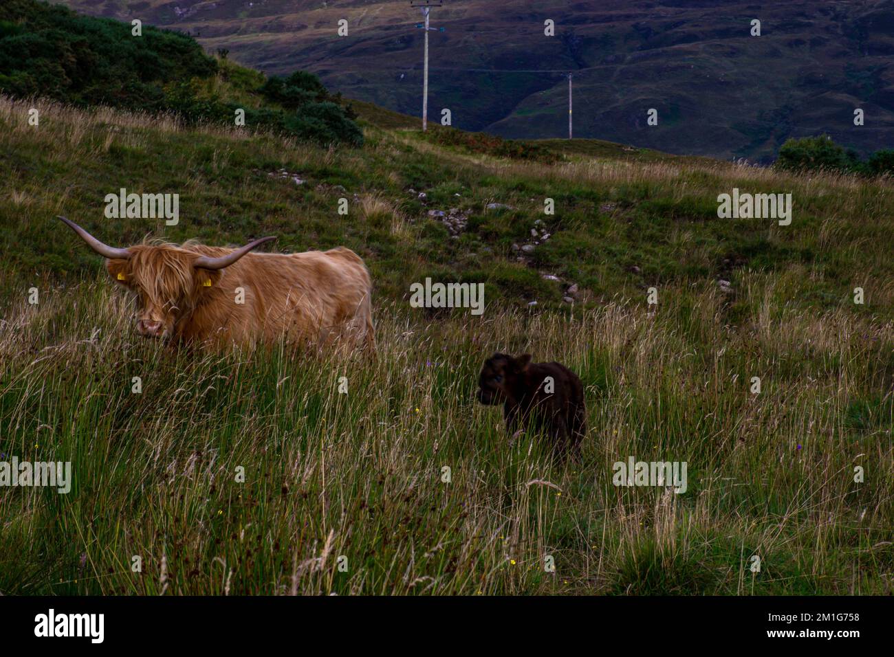 Highland cow and a calf in the Isle of Skye, Scotland Stock Photo - Alamy