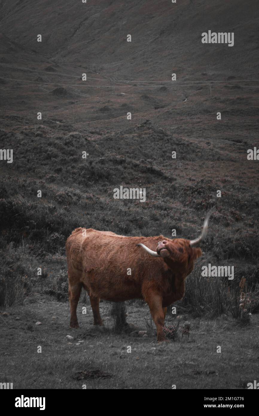 Brown highland cow in grey scottish highland Stock Photo - Alamy