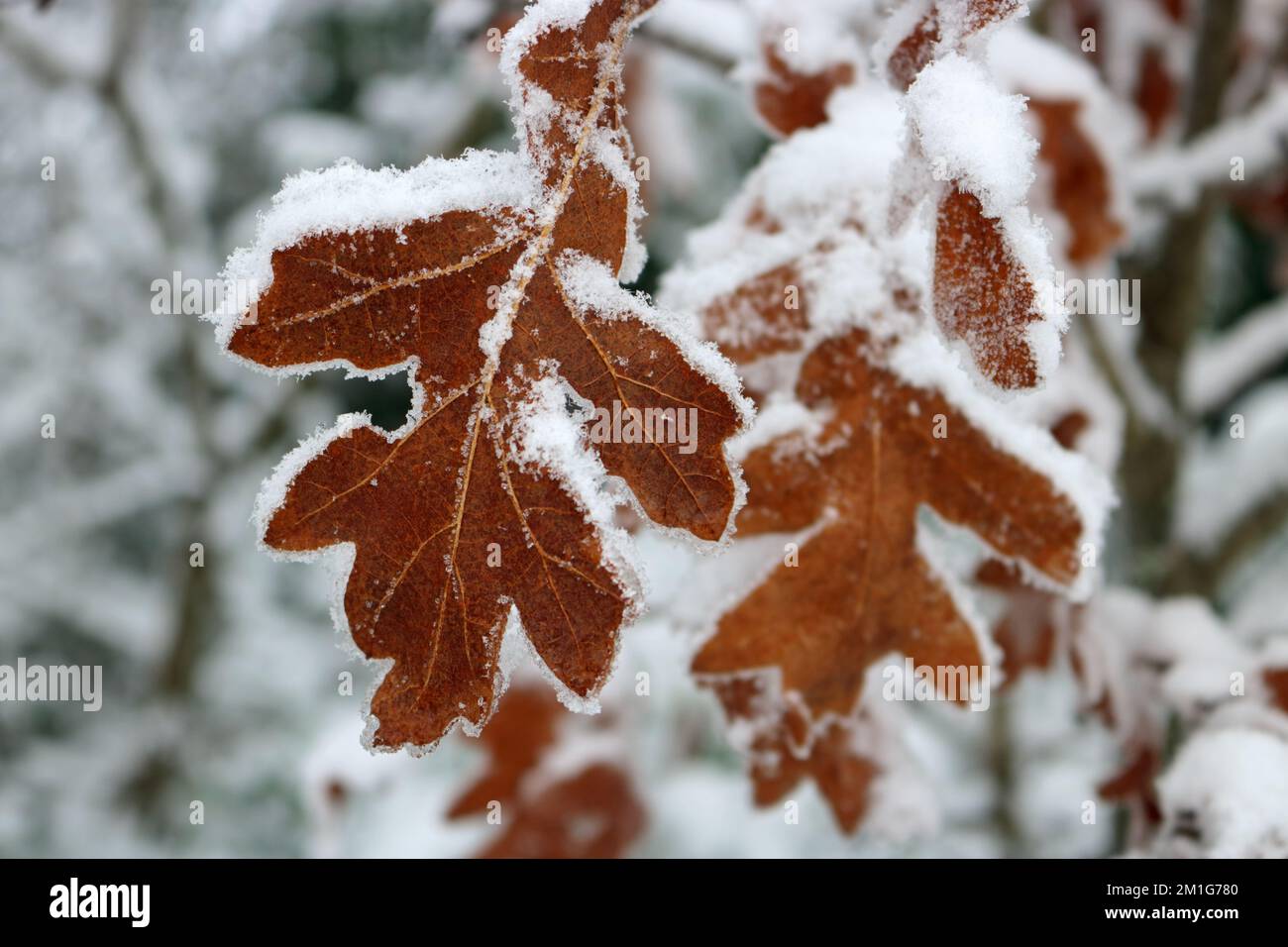 Epsom Downs Surrey, UK. 12th Dec, 2022. Although snow was forecast the amount that fell in southern England was a bit of a surprise. A good covering of snow on Epsom Downs today fringing the oak leaves. Credit: Julia Gavin/Alamy Live News Stock Photo