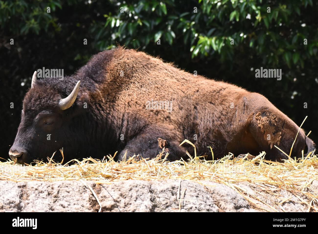 Non Exclusive: An American Bison species  seen in its habitat during a species conservation program, the zoo has 1803 animals in captivity at Chapulte Stock Photo