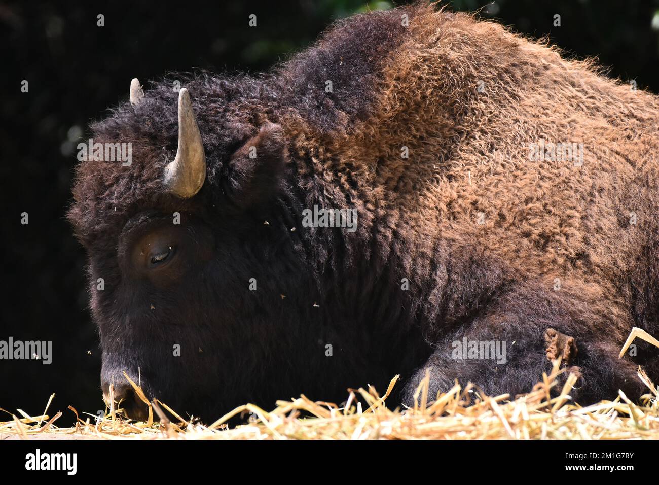 Non Exclusive: An American Bison species  seen in its habitat during a species conservation program, the zoo has 1803 animals in captivity at Chapulte Stock Photo