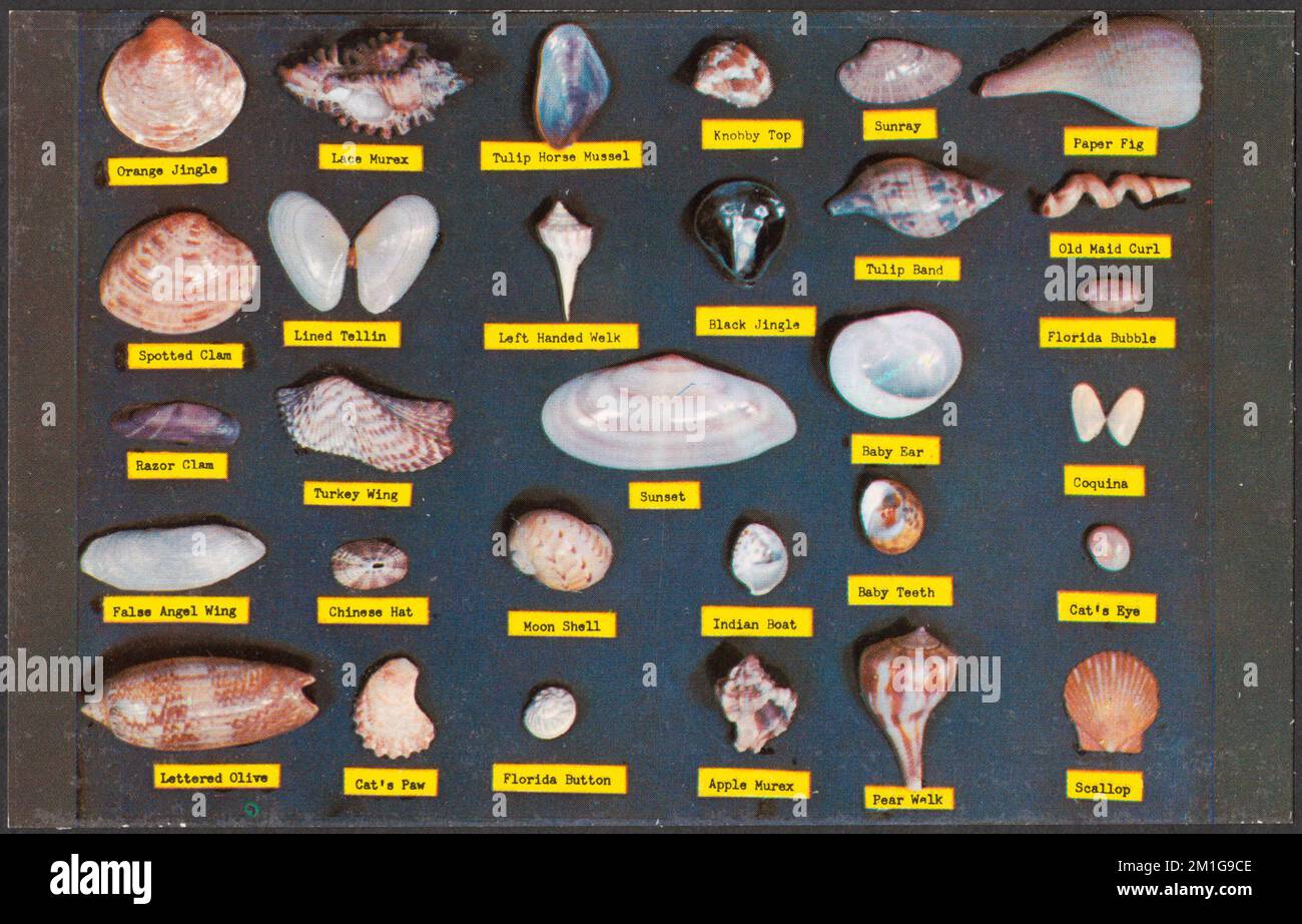 Shell chart , Tichnor Brothers Collection, postcards of the United ...