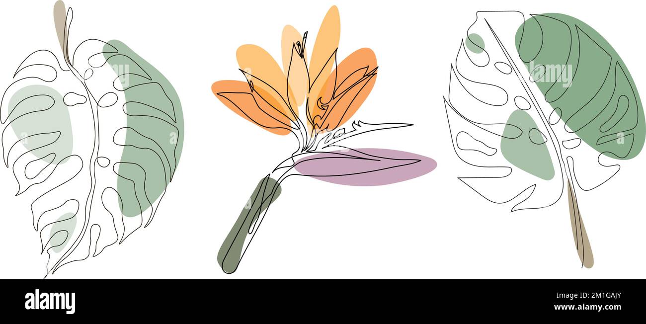 Set of continuous one line drawing of monstera leaves and paradise flower.  Beautiful floral linear tropical art isolated on a white background. Vector  Stock Vector Image & Art - Alamy