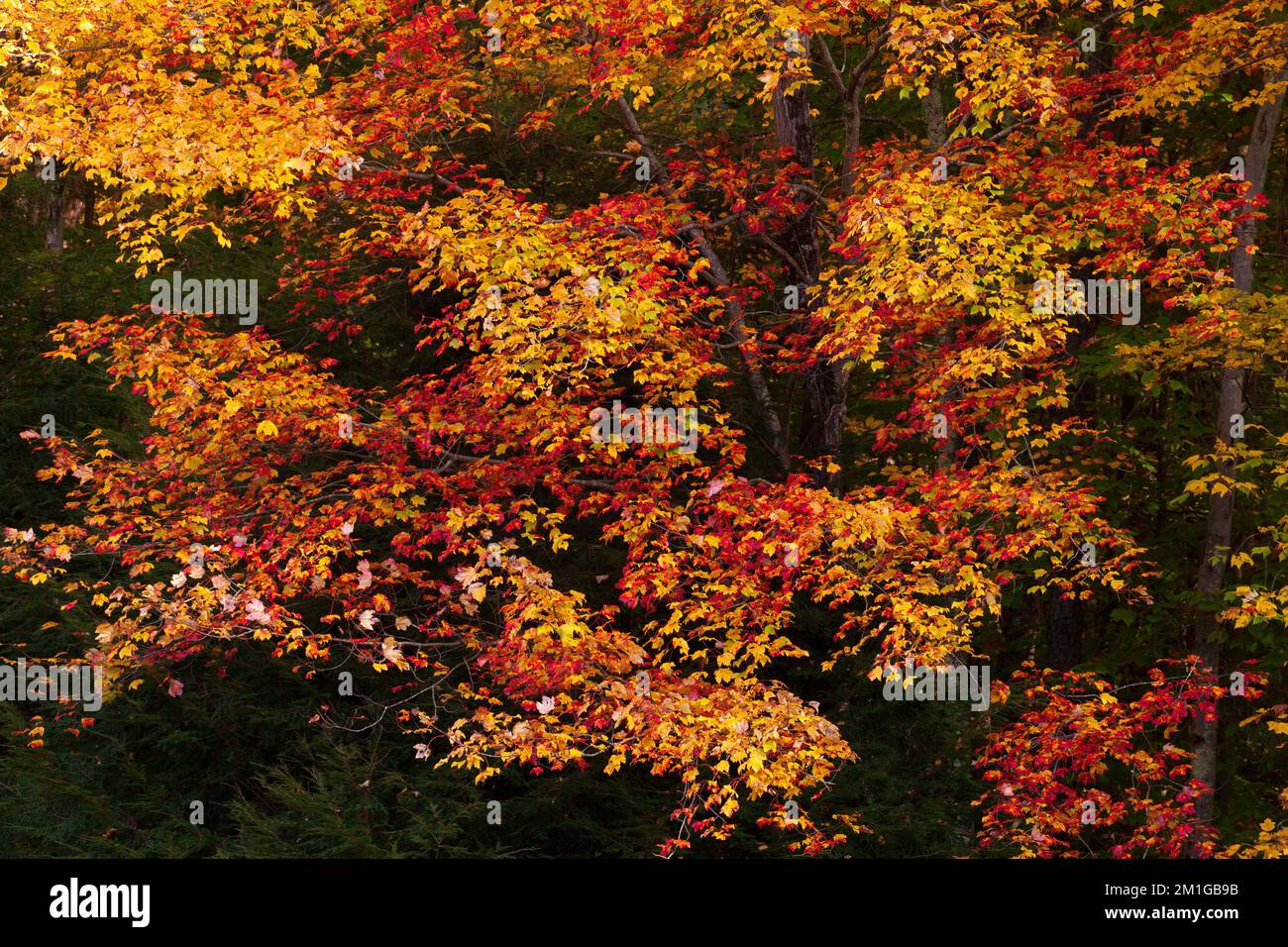 Red maple leaves in autumn in Delaware Water Gap National Recreation Area, Pennsylvania Stock Photo