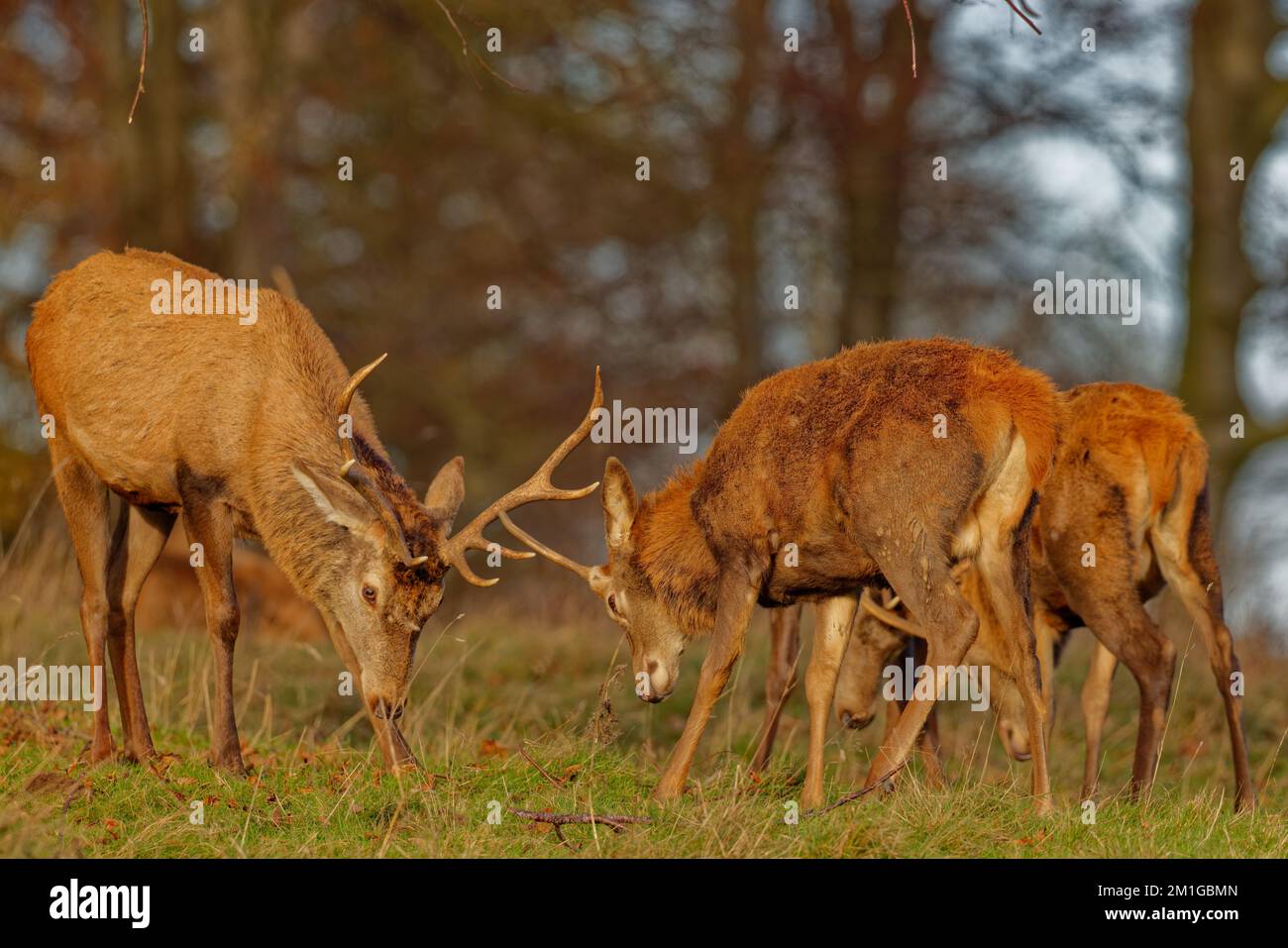 Red Deer Stags Stock Photo