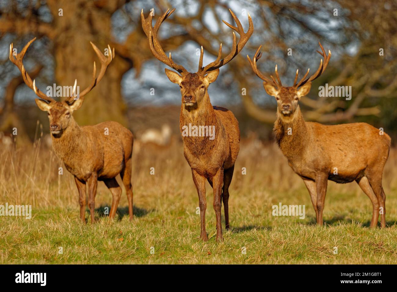 Red Deer Stags Stock Photo