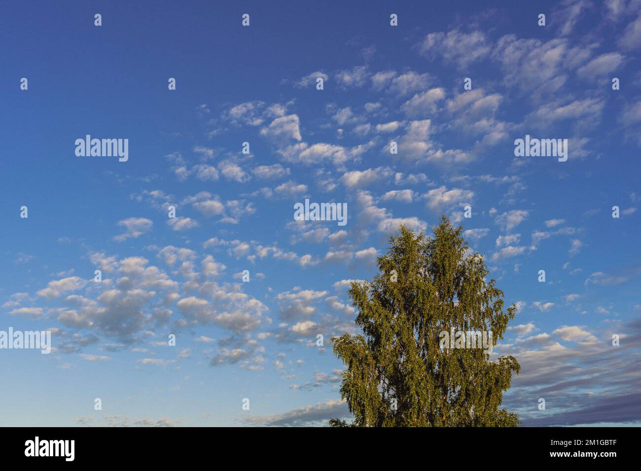 A Birch tree in a distance under cloudy blue sky on the horizon Stock ...