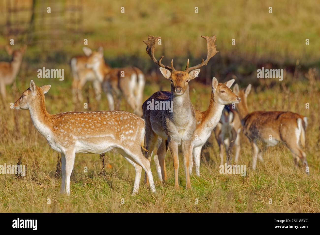European Fallow Deer Stock Photo