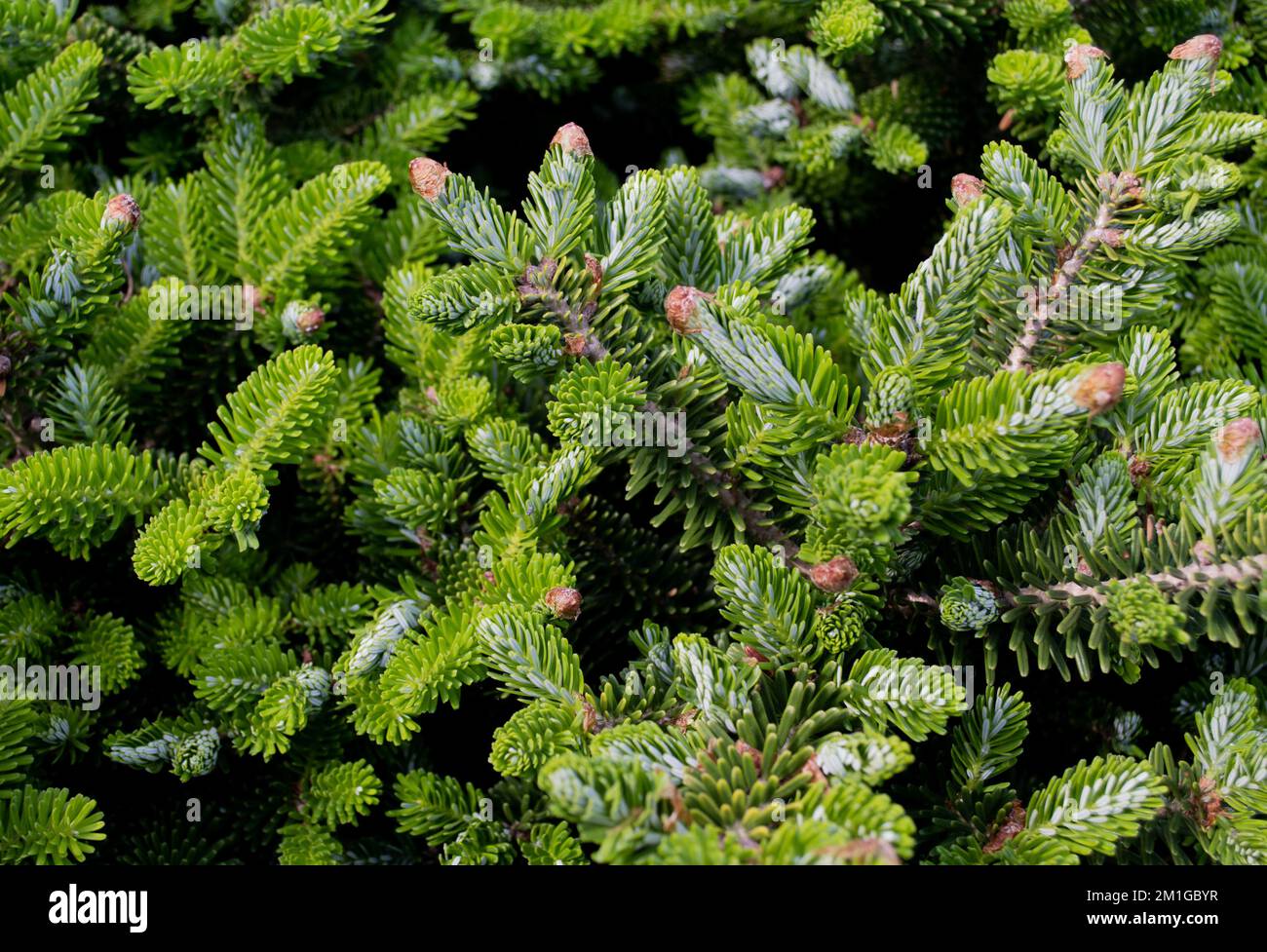 Green background of fir or Christmas tree. Close-up of pine branches with shoots. Copy space. Stock Photo