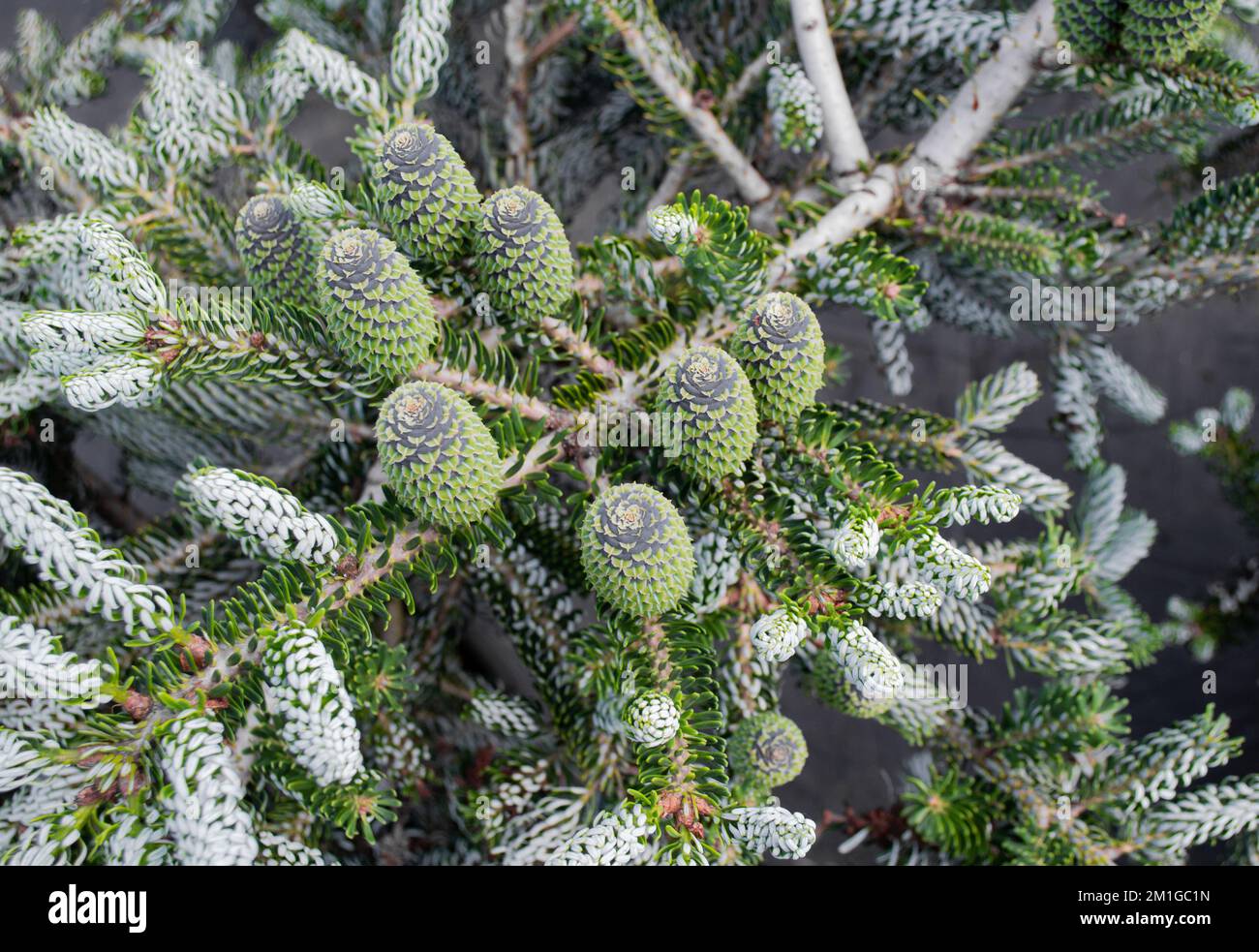 Close-up of Korean fir, variations of Silberlock. Shoots, and black with green cones on coniferous branches. Stock Photo