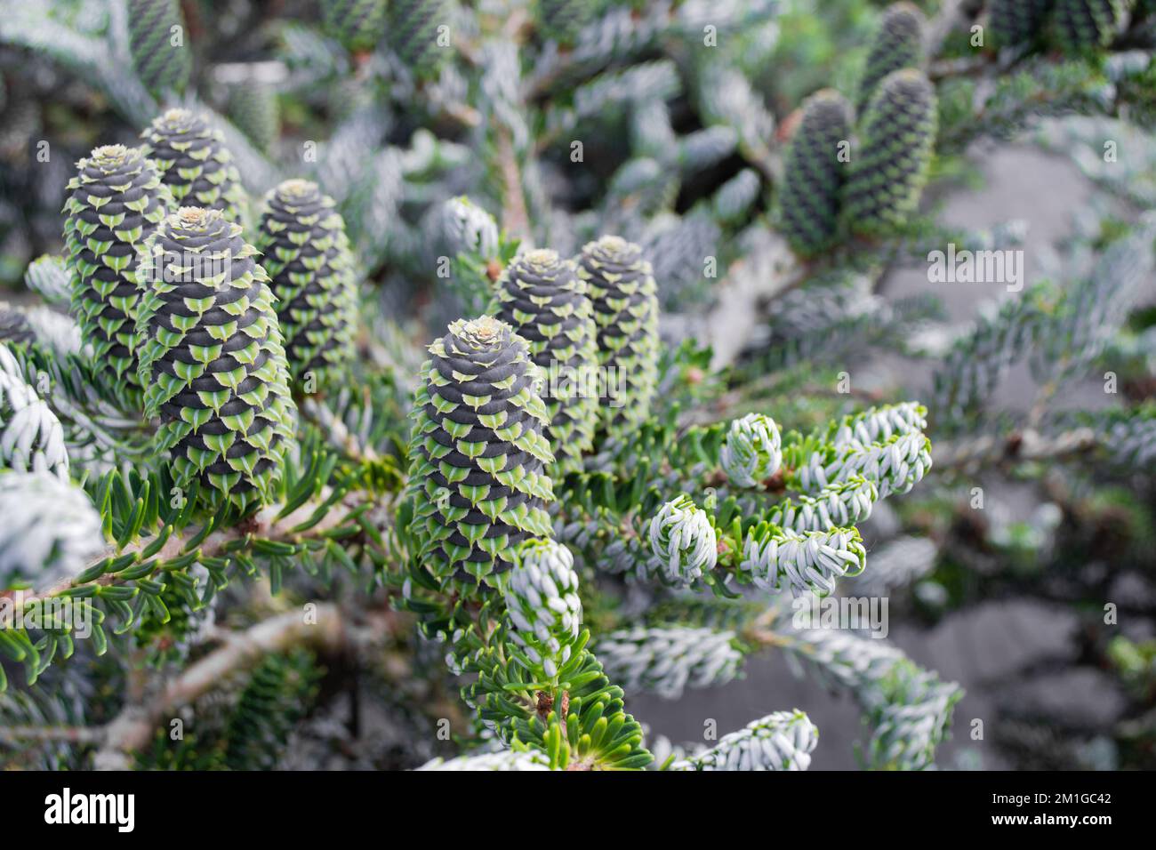 Close-up of Korean fir, variations of Silberlock. Shoots, and black with green cones on coniferous branches. Stock Photo