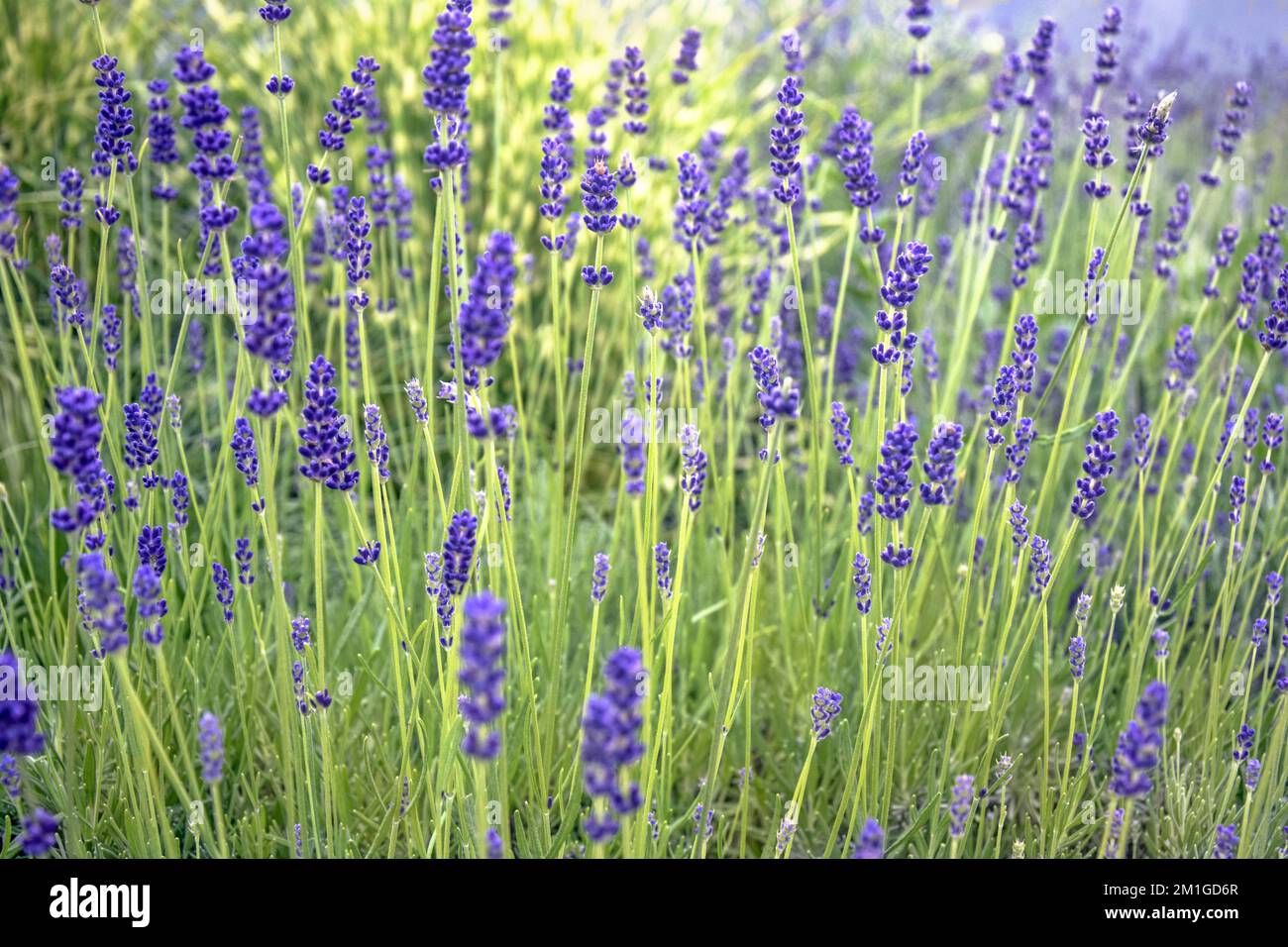Lavender flowers soft focus hi-res stock photography and images - Alamy