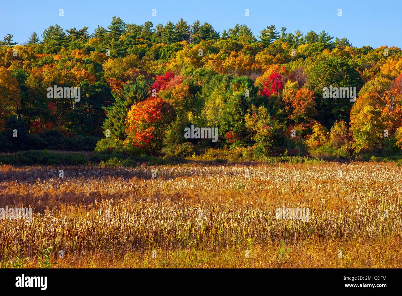 A freshwater marsh formed in a artifical  former lake bed in Delawater Water Gap National Recreation Area, Pennsylvania Stock Photo