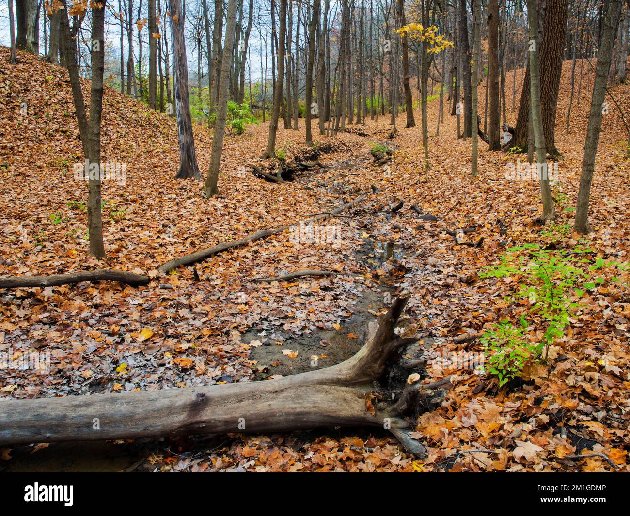 A small creek bed is nearly dry in the autumn forest at Hammel Woods Forest Preserve in Will County, Illinois Stock Photo