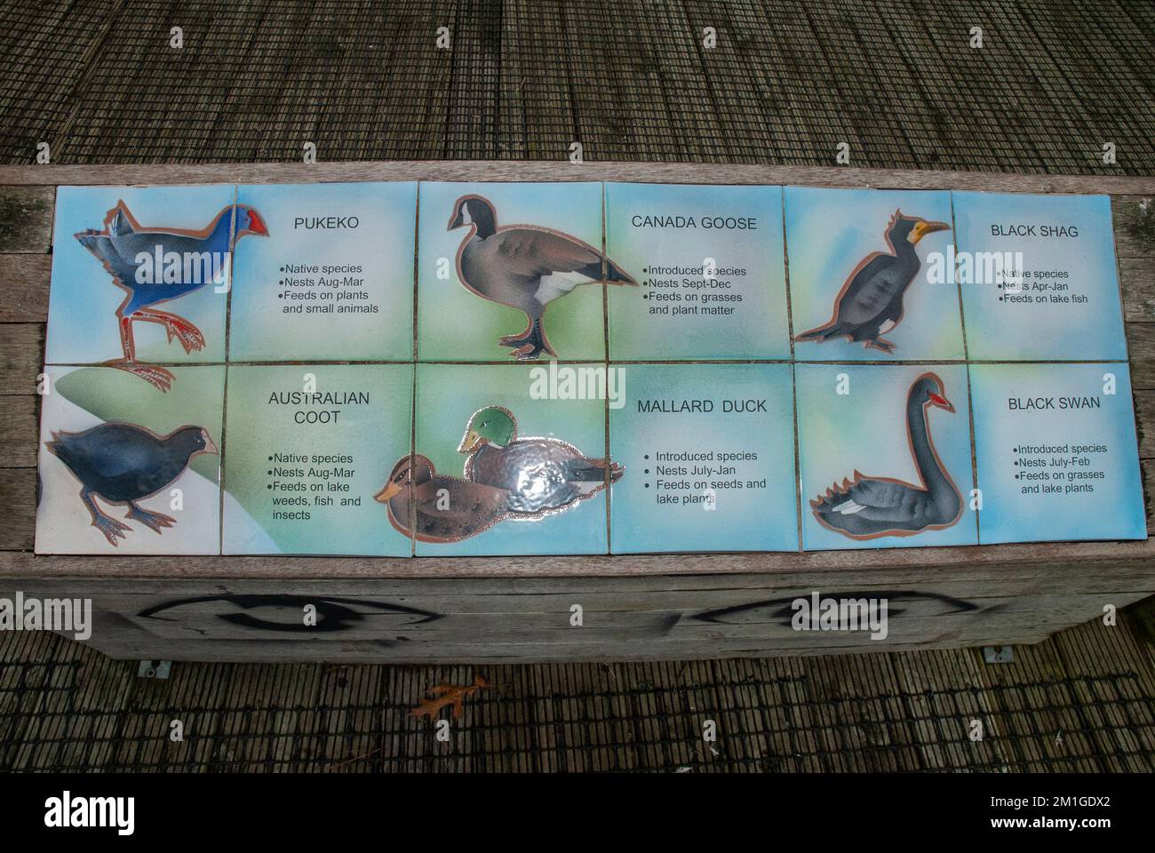 Mural of types of birds in Katikati, Bay of Plenty, North Island, New Zealand Stock Photo