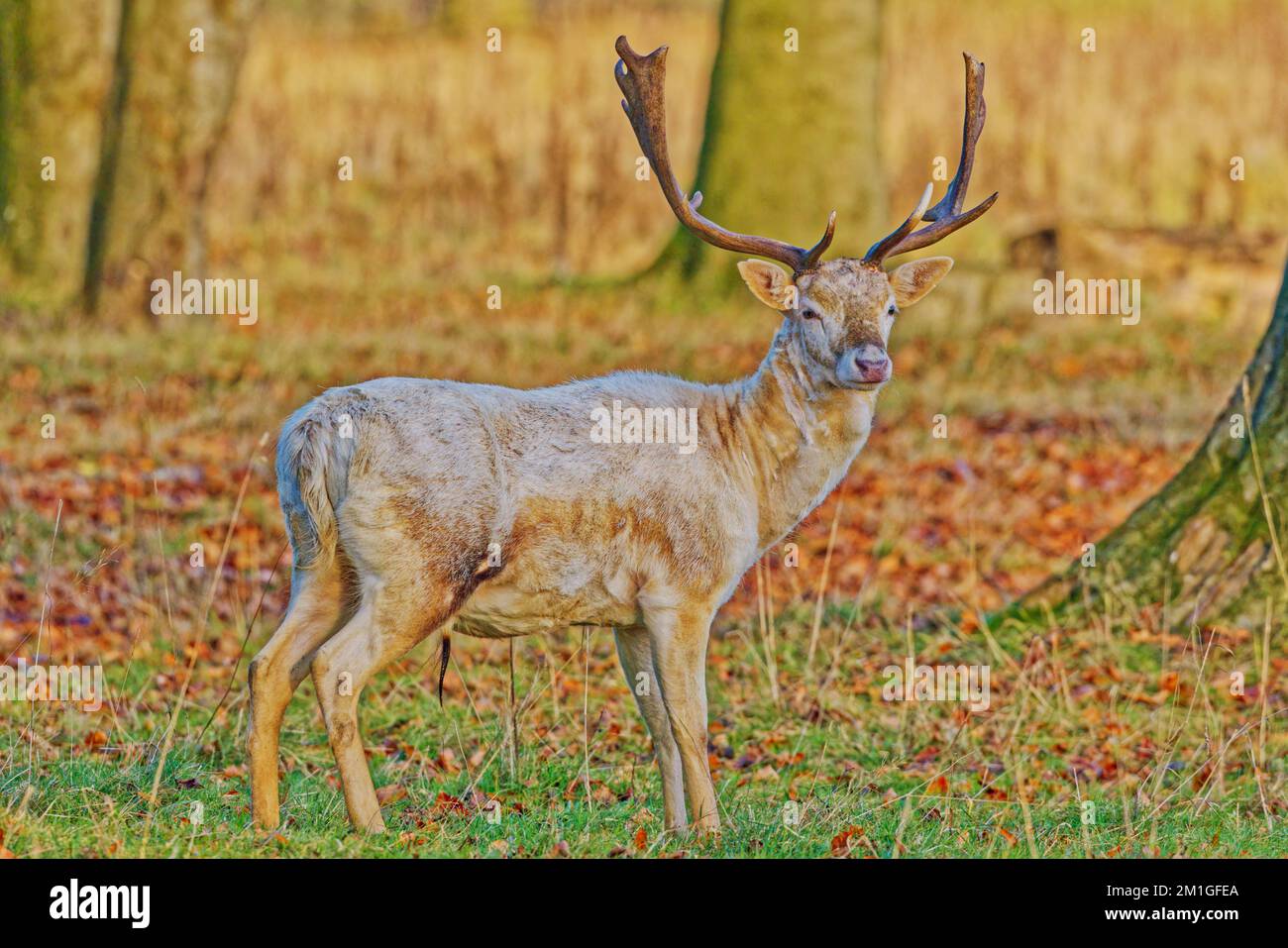 European Fallow Deer Stock Photo