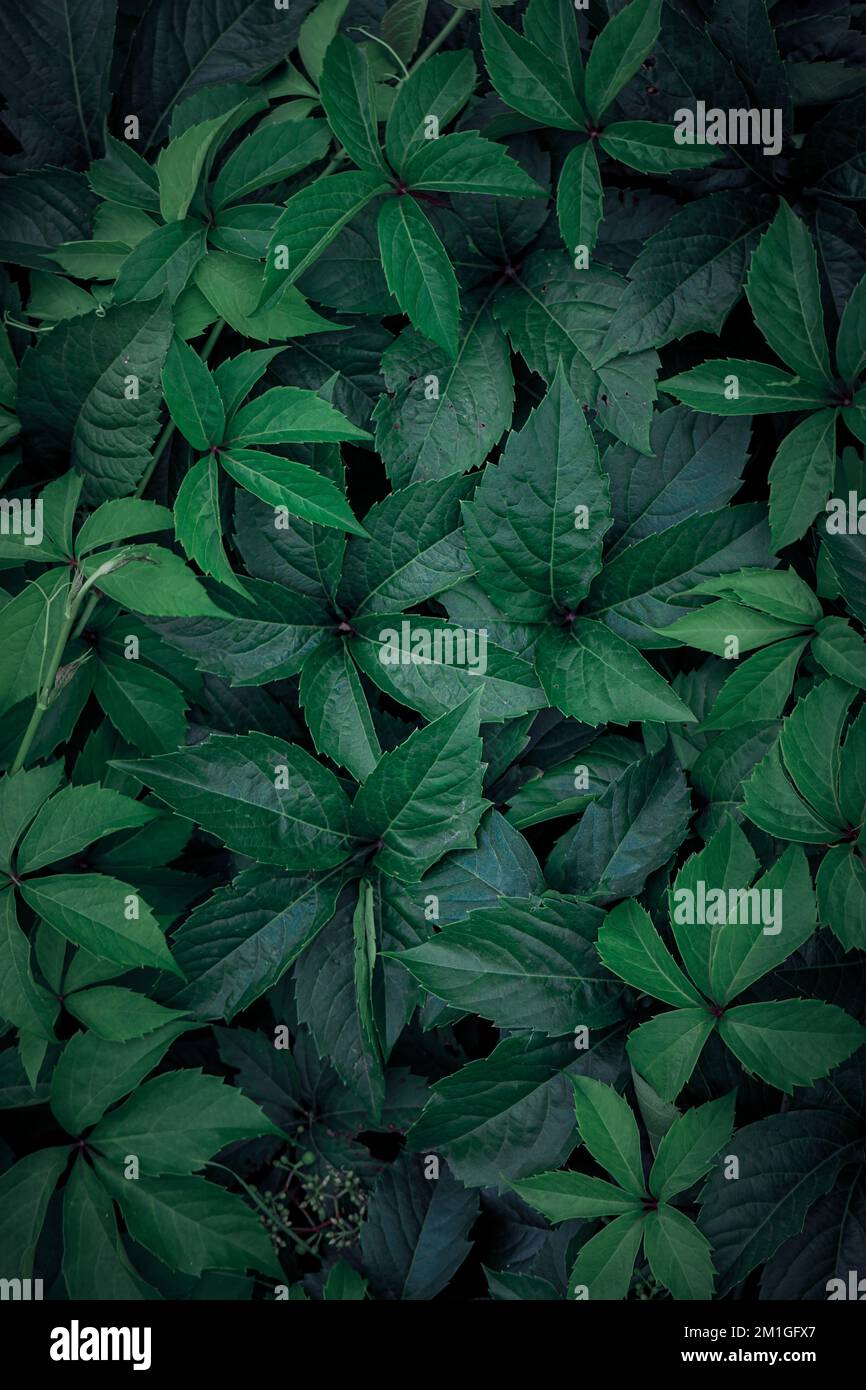 Plant with green leaves hi-res stock photography and images - Alamy