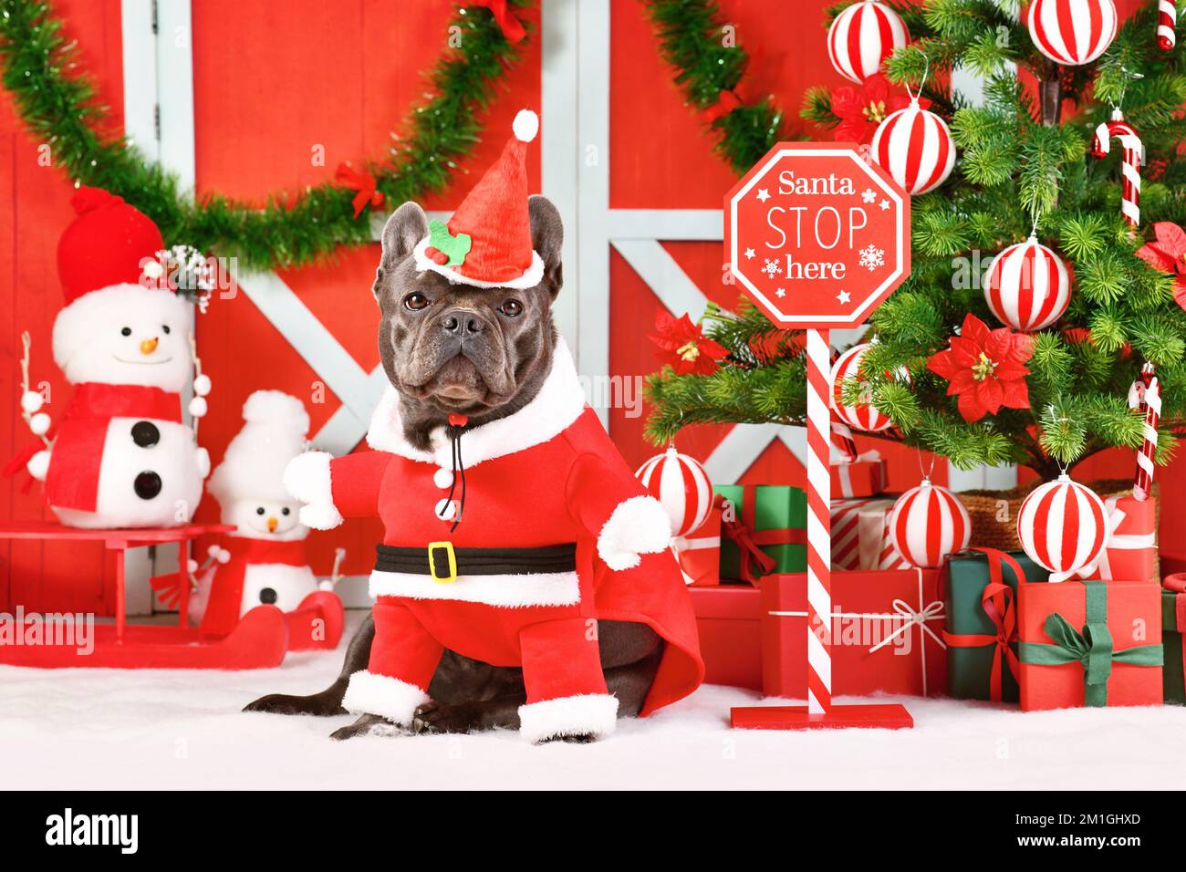 Funny French Bulldog wearing Santa Claus dog costume next to seasonal decorations with Christmas tree Stock Photo