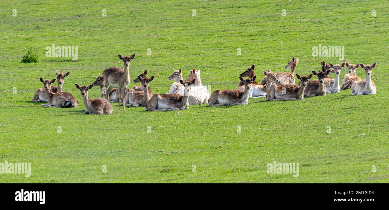 herd of deer Stock Photo