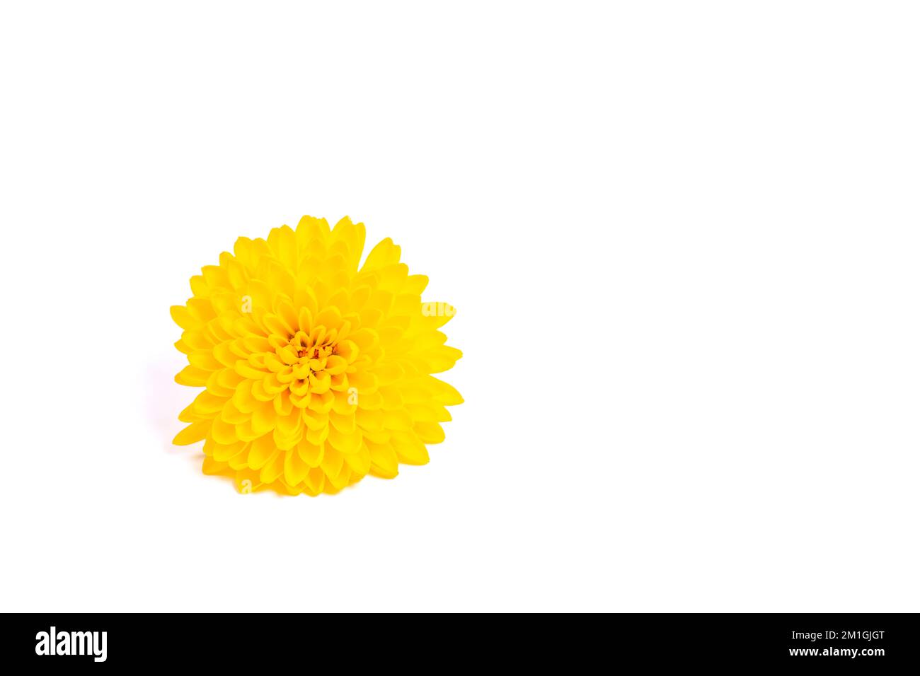yellow chrysanthemum isolated on black background Stock Photo