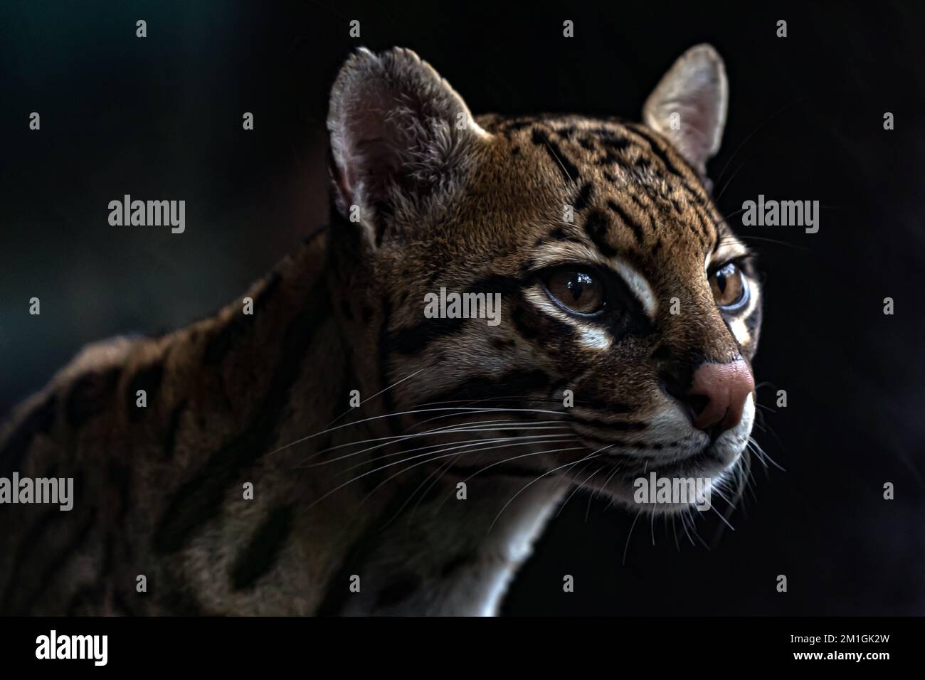 Babou The Ocelot Wallpaper