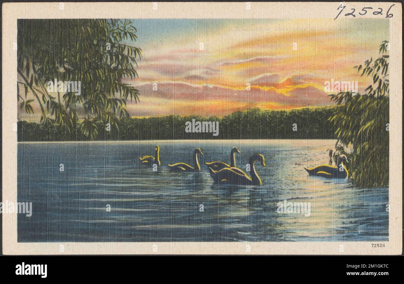 Swans on a lake , Swans, Lakes & ponds, Tichnor Brothers Collection ...