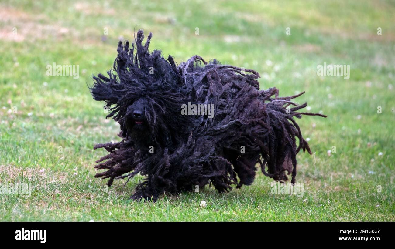Black Hungarian Puli dog running on grass with dreadlocks flying Stock Photo