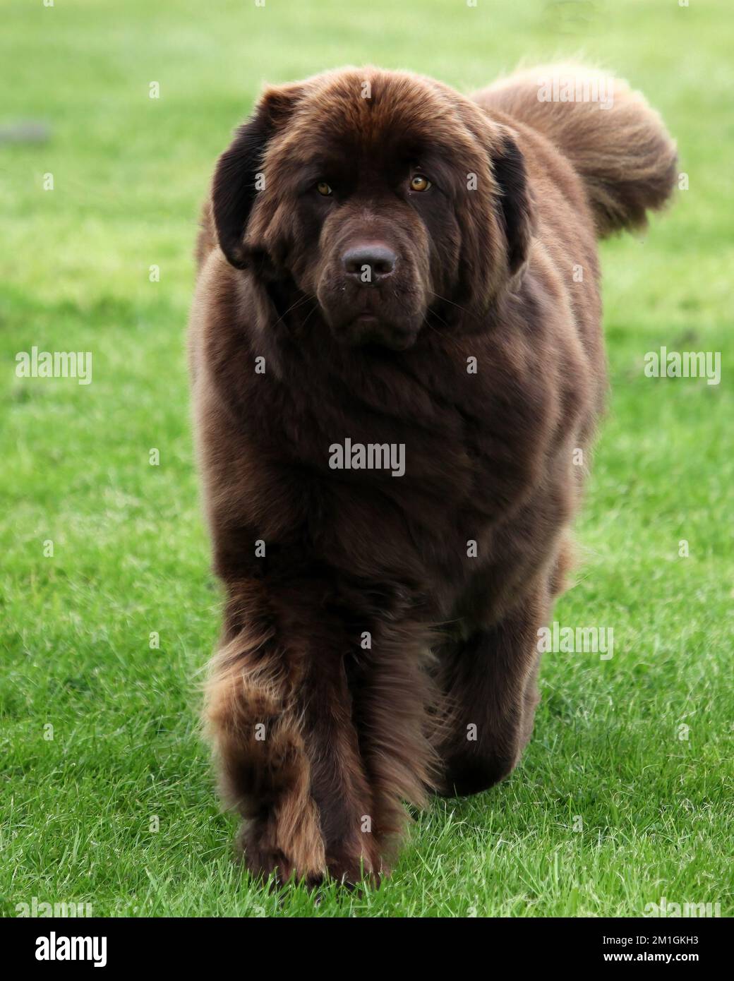 Large,brown Newfoundland dog walking on grass Stock Photo