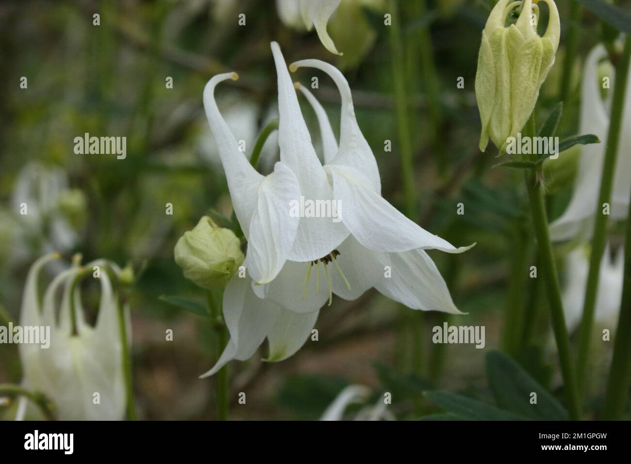 Flower of Columbine (Aquilegia vulgaris 'Alba') Stock Photo