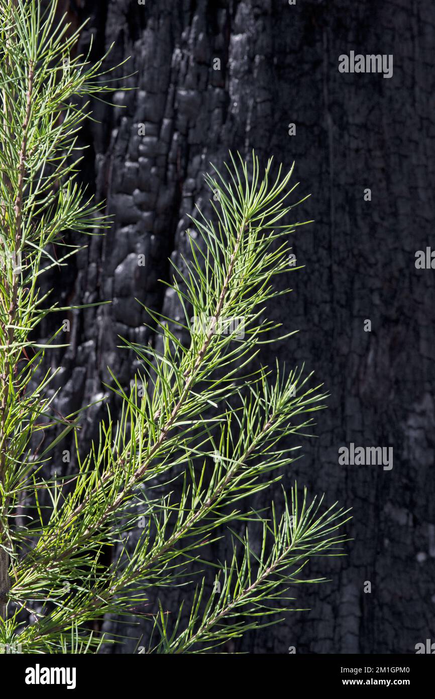 Dark background of charred block with sunlit pine needles in foreground displays sharp concept contrast and symbolism Stock Photo