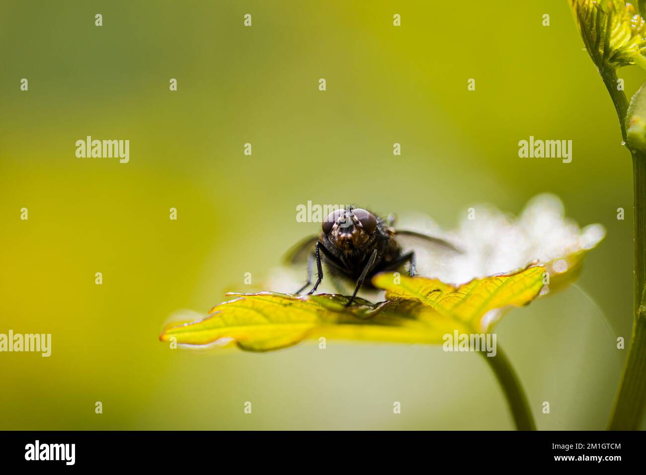 Macro Fly Insect A macro fly, an insect, on the green grass Stock Photo - Alamy
