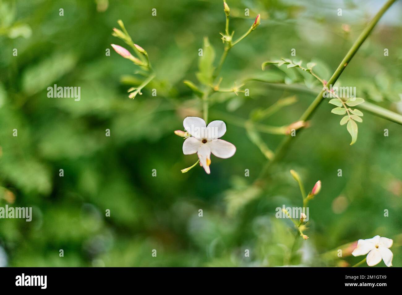 Image of white jazmine. Blossom flowers in garden. Small flowers Stock Photo