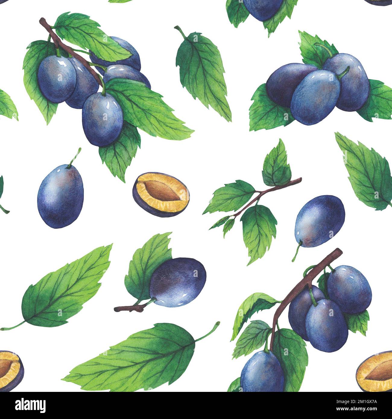 Hand drawn watercolor plum and leaves isolated on white background ...