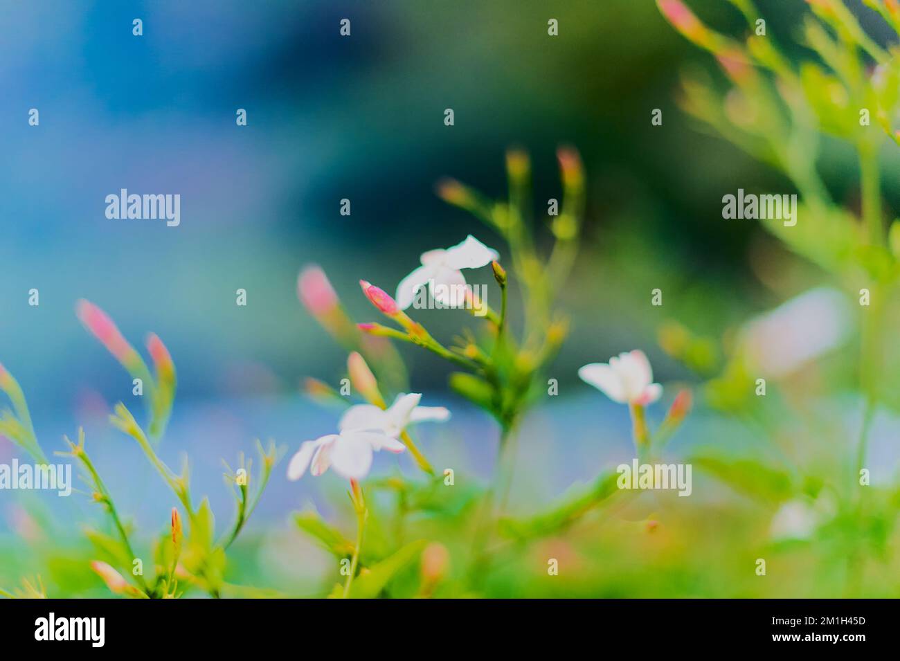 Out of focus background of jasmine with mostly blue and green tones Stock Photo