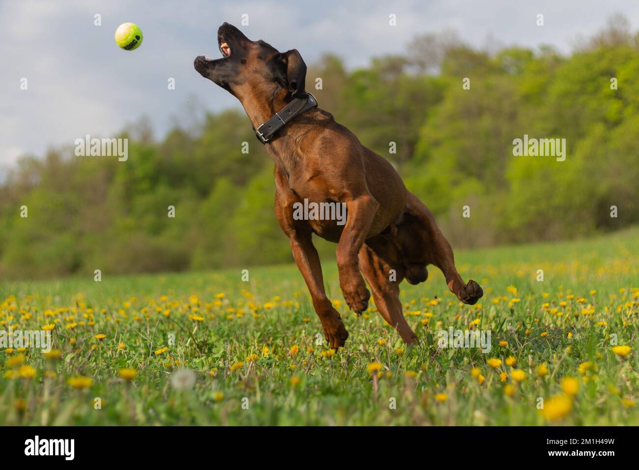 Mid-air image of a playful Bavarian Mountain Hound jumping in the air to catch a ball in the middle of a dandelion field in spring. Stock Photo