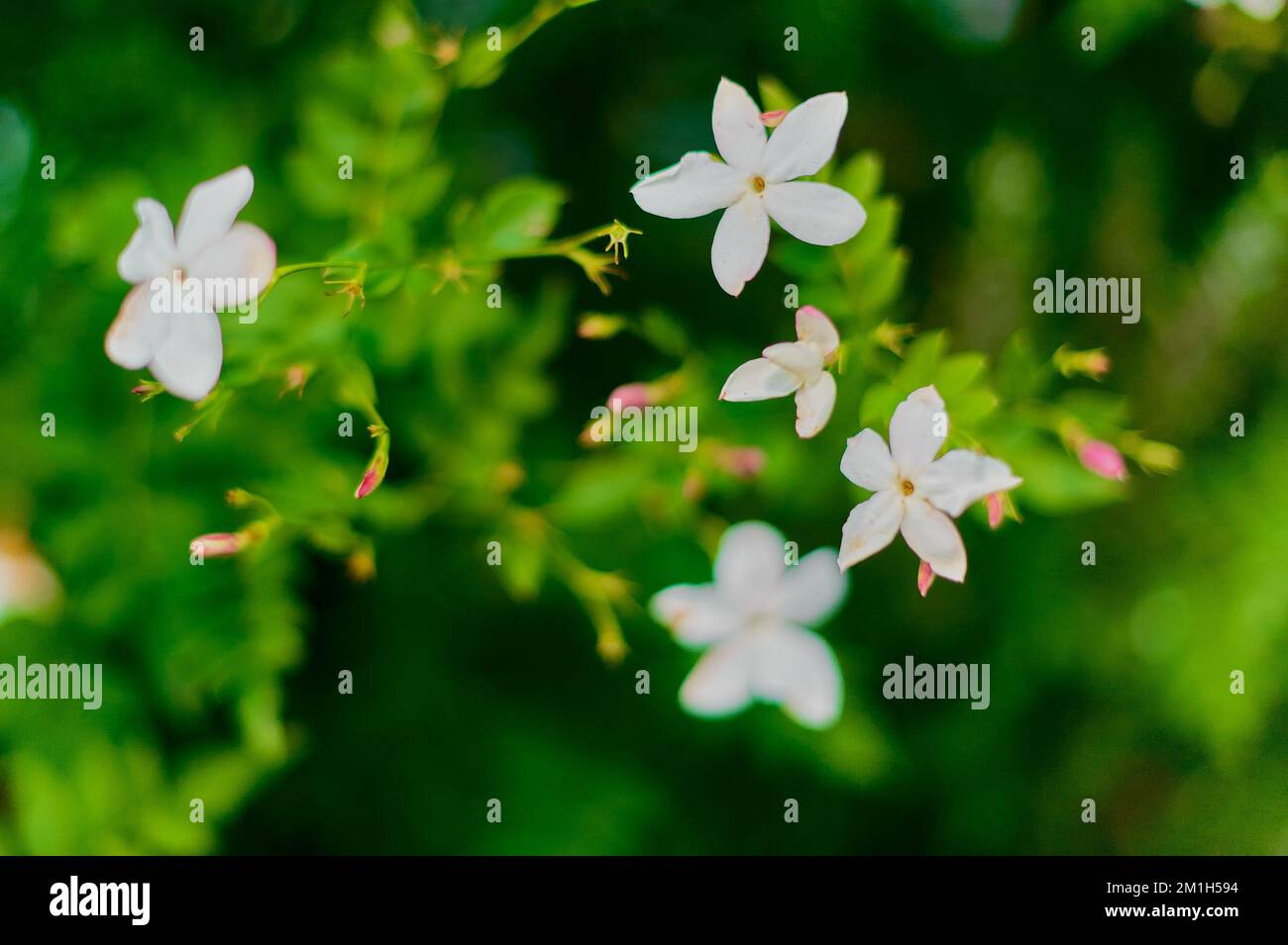 True jasmine, Jasminum officinale, shrub with white flowers and green leaves Stock Photo