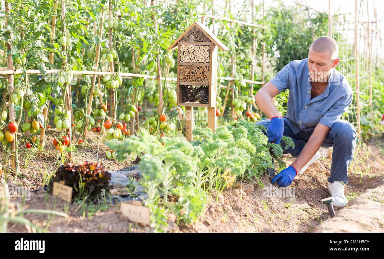 Organic farmer working in his garden Stock Photo