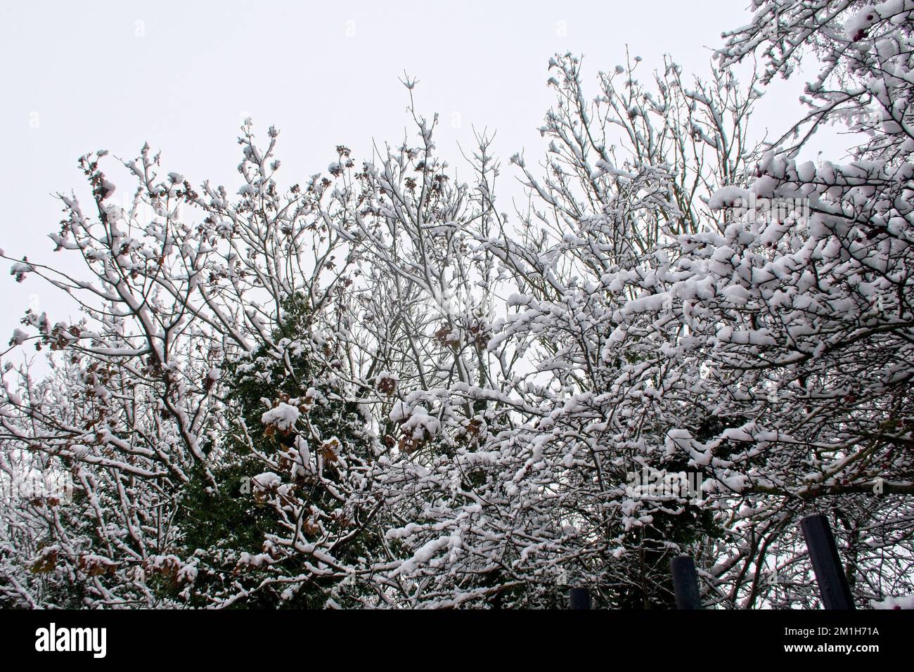 Snow covered trees in a winter woodland landscape Stock Photo - Alamy