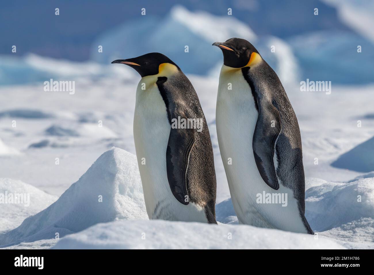 Antarctica, Weddell Sea, Snow Hill Island, Snow Hill colony. Emperor penguins (Aptenodytes fosteri) Stock Photo